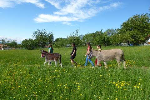 Eselwandern in Gaggenau
